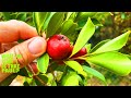 Strawberry guava  psidium cattleianum  tasting and review   guess the brix score