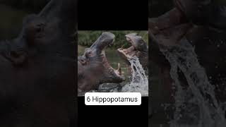 Most Dangerous Animal In The World