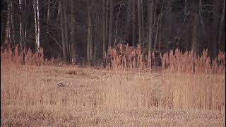 wilk  ogryza  mięso z kości Agroturystyka Relax —   2022 03 16