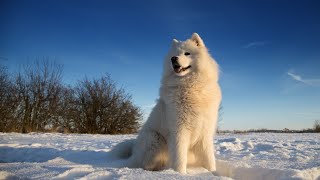 Grooming Your Samoyed: Essential Tools for a Healthy Coat by Samoyed USA 117 views 3 weeks ago 3 minutes, 58 seconds