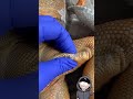 Disrespectful iguana femoral pore popping