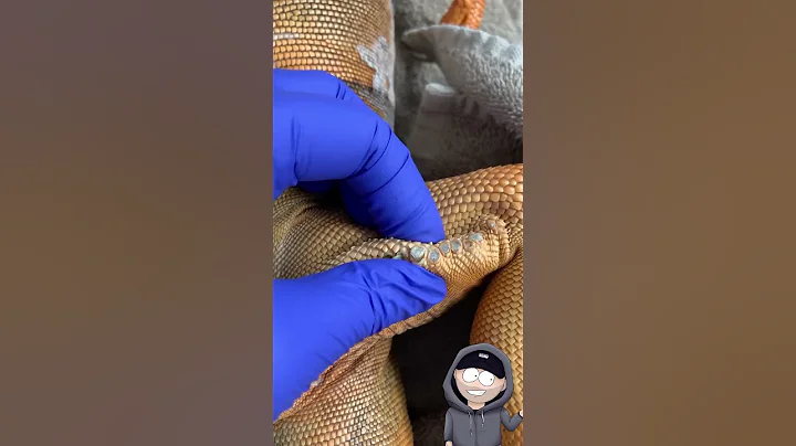 Disrespectful Iguana Femoral Pore Popping Video - DayDayNews