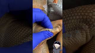Disrespectful Iguana Femoral Pore Popping Video screenshot 4