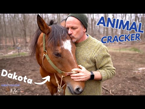 🐴 RESCUE HORSE with EXTREME TWITCHING WHITHERS gets RELIEF from the ANIMAL CRACKER!