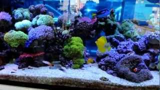海水魚サンゴぎっしり水槽１２０オーバーフローこまめな水替えで維持 Youtube