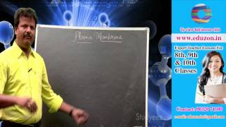 Plasma Membrane || 9th Class Biology