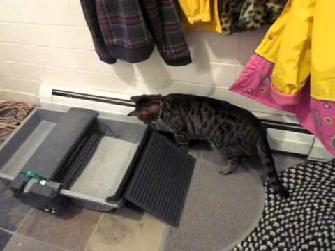 testing-the-smartscoop-litter-box