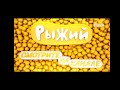 Заставки телеканала Рыжий 5 01 2023 