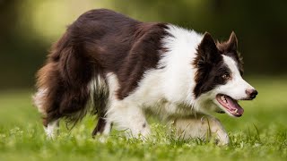 Lot 06: Amytree Bran – 15.5.24  Farmers Marts Dolgellau Online Sheepdog Auction