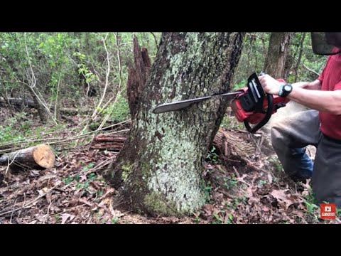 CUTTING DOWN EXTREME LEANING CHERRY TREE! (113)