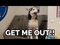 Dramatic dog gets a bath