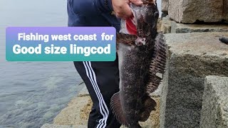 Ogden point lingcod fishing 2022 season