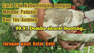 Cara untuk mengetahui domba hamil..