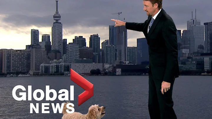 Weather reporter's hungry dog interrupts live TV r...