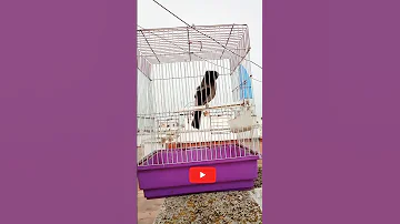 صوت تغريد طائر البلبل الوطواط المغربي المرجوا الاشتراك في القناة 