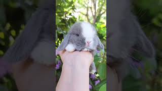 🐰🌟 Ultimate Adorable Rabbit Lop Compilation! 😍❤️ You Can't Miss This Cute And Superb Rabbit Pet V