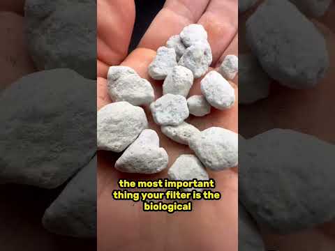 Video: Adakah arang batu selamat untuk ikan?