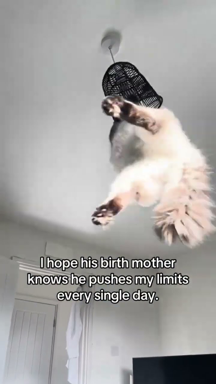 Kittyo like yup I’m gonna be a menace right now