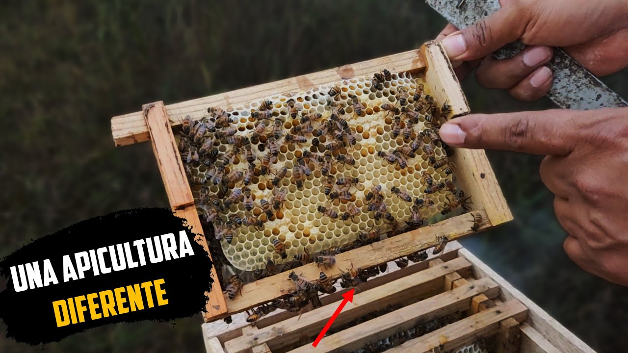 Minicolmenas de Abejas | para que sirve? 🐝