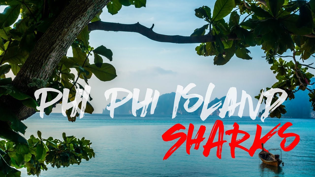 Swimming with SHARKS! at Phi Phi Island YouTube