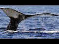 Исландия прекратит китобойный промысел