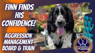 Información Chattanooga Dog Trainers - English Springer Spaniel - Aggression/Anxiety Board and Train - Finnegan Guía