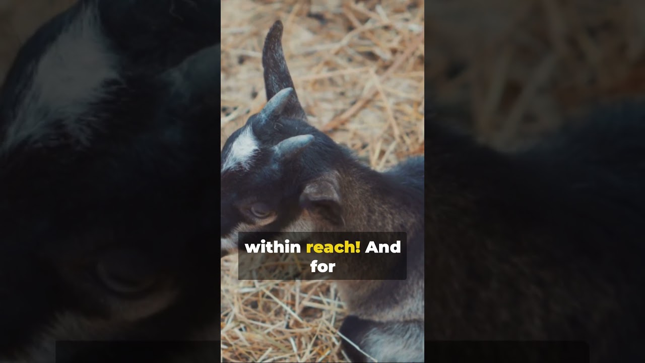 🐐😄 Pygmy Goat: Funny Myths vs. Facts - Discover the Hilarious Truth! 🌿🤣