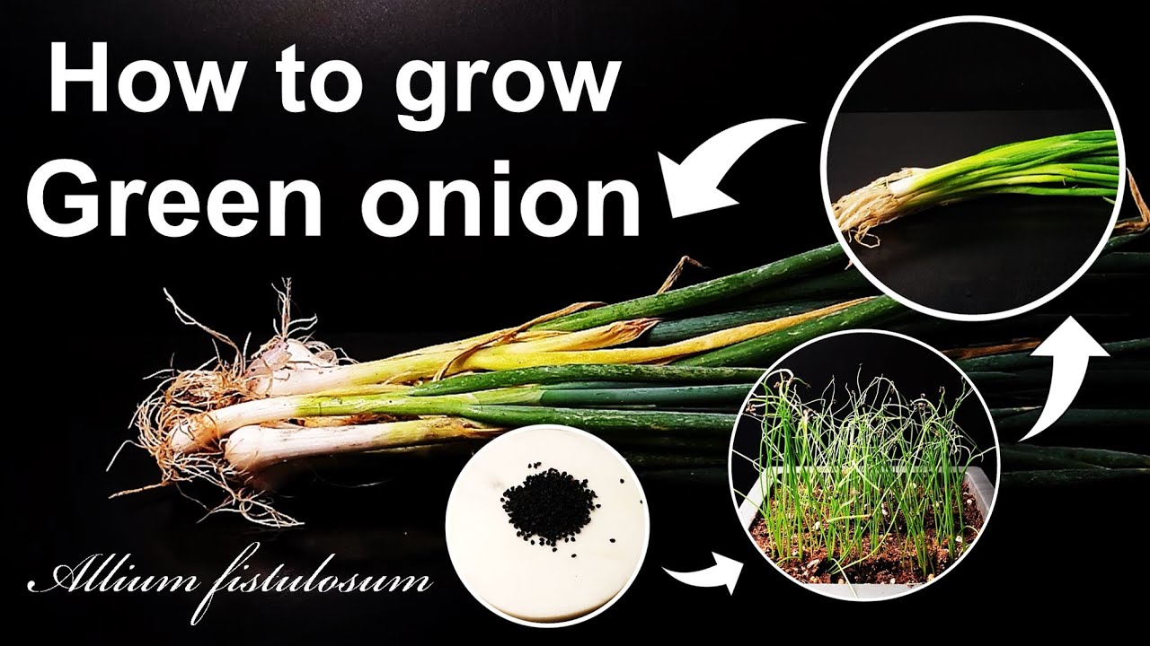 How to grow Green onion｜Spring, Welsh, Bunching onion in Korea｜How to