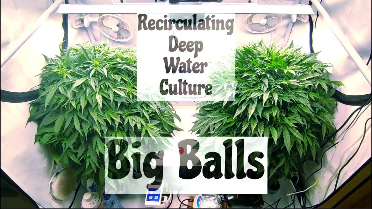 RDWC Folge 6: Kleines System, große Bälle - Super Boof + Z-Up Auto