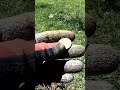 menos da una piedra #metaldetecting #detectordemetales