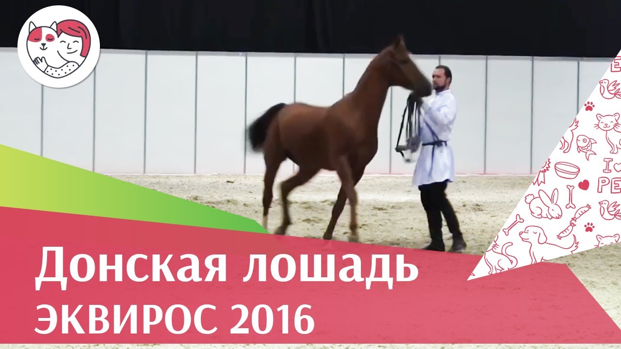 питомцы кукол лол ЛОШАДИ Донская порода ЭКВИРОС 2016 на ilikepet