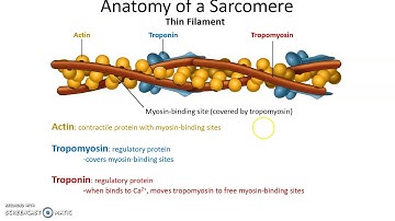 Human Anatomy Chapter 10: Muscle Tissue Part 1