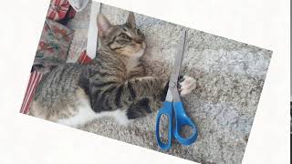 My cat has scissors
Oh no she is gonna kill us all My cat has scissors