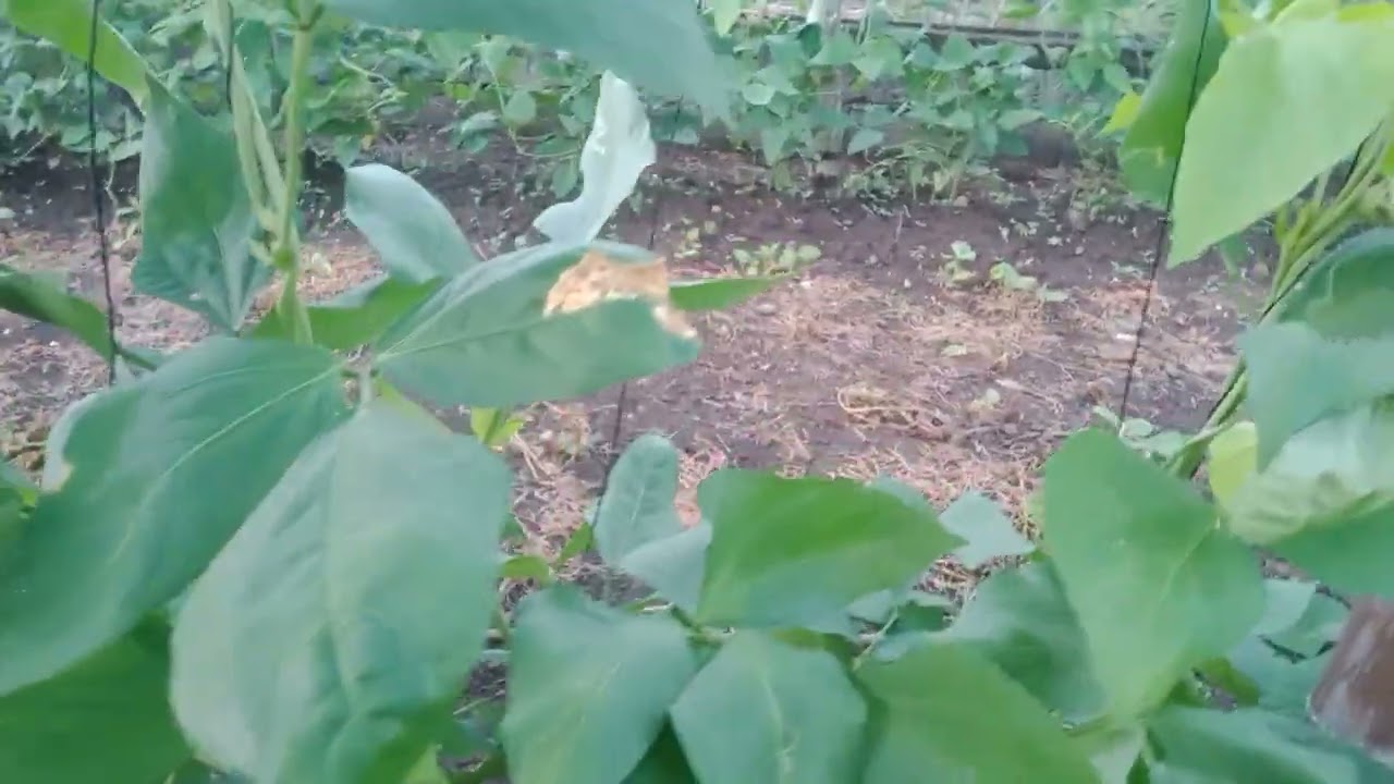 Update Po Tayo sa tanim na sit