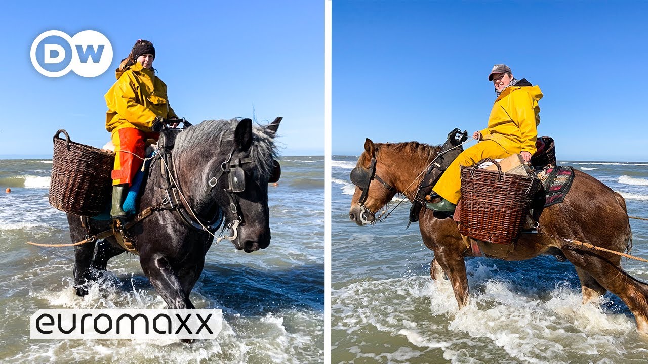 The Horseback Fisherwomen of Belgium | A 500-Year-Old Tradition