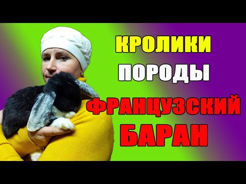 Кролики бараны разведение и содержание в домашних условиях клетки