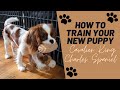 Puppy Training Tips! | Cavalier King Charles Spaniel