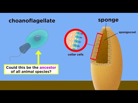 Video: Cum se aseamănă coanoflagelații și bureții?