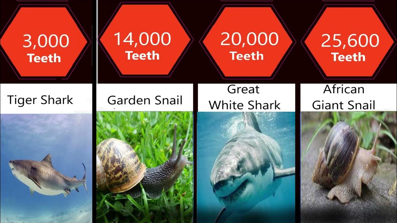 Which animal has the most teeth in the world Comparing the number of