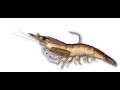 Live Target Shrimp Australia
