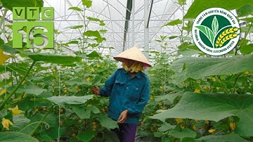 Nông dân chi 500 triệu, thiết kế nhà màng trồng dưa lê | VTC16