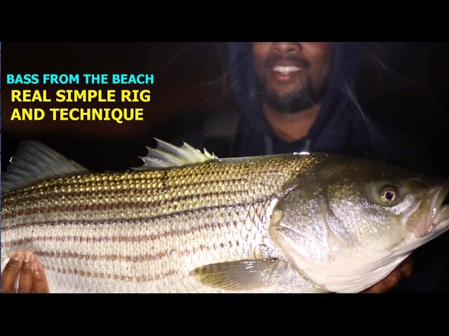 HOW TO CATCH STRIPED BASS OFF THE BEACH FOR DUMMIES (NO OFFENSE 2X) 