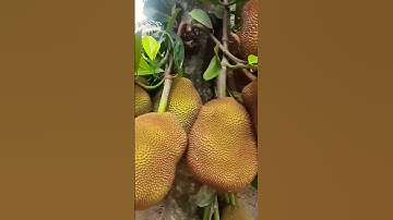 গ্রামে ঢুকে কাঠাল খেল বানর। Monkey eating sweet jackfruit. #monkey #jackfruiteating