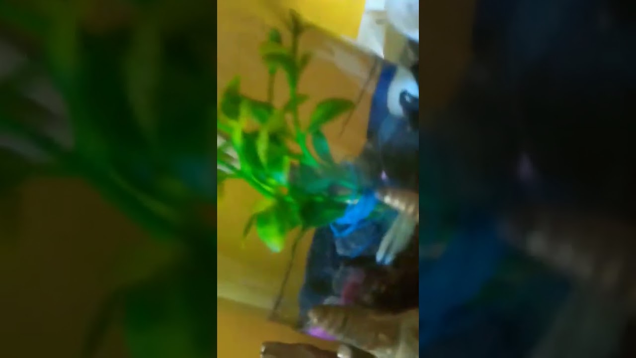 update fighter fish full moon