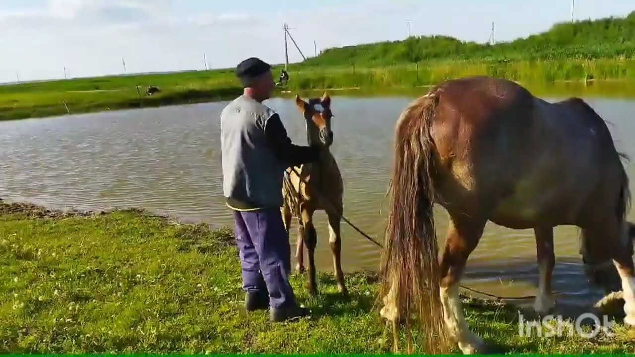 Спаривание лошади с ослом. Спаривание лошадей с людьми. Спаривание-лошадей с другими животными. Спаривание лошадей очень близко. Лошади спариваются крупным планом