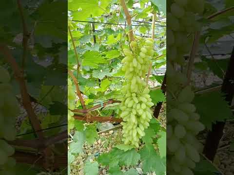 Виноград Столетие