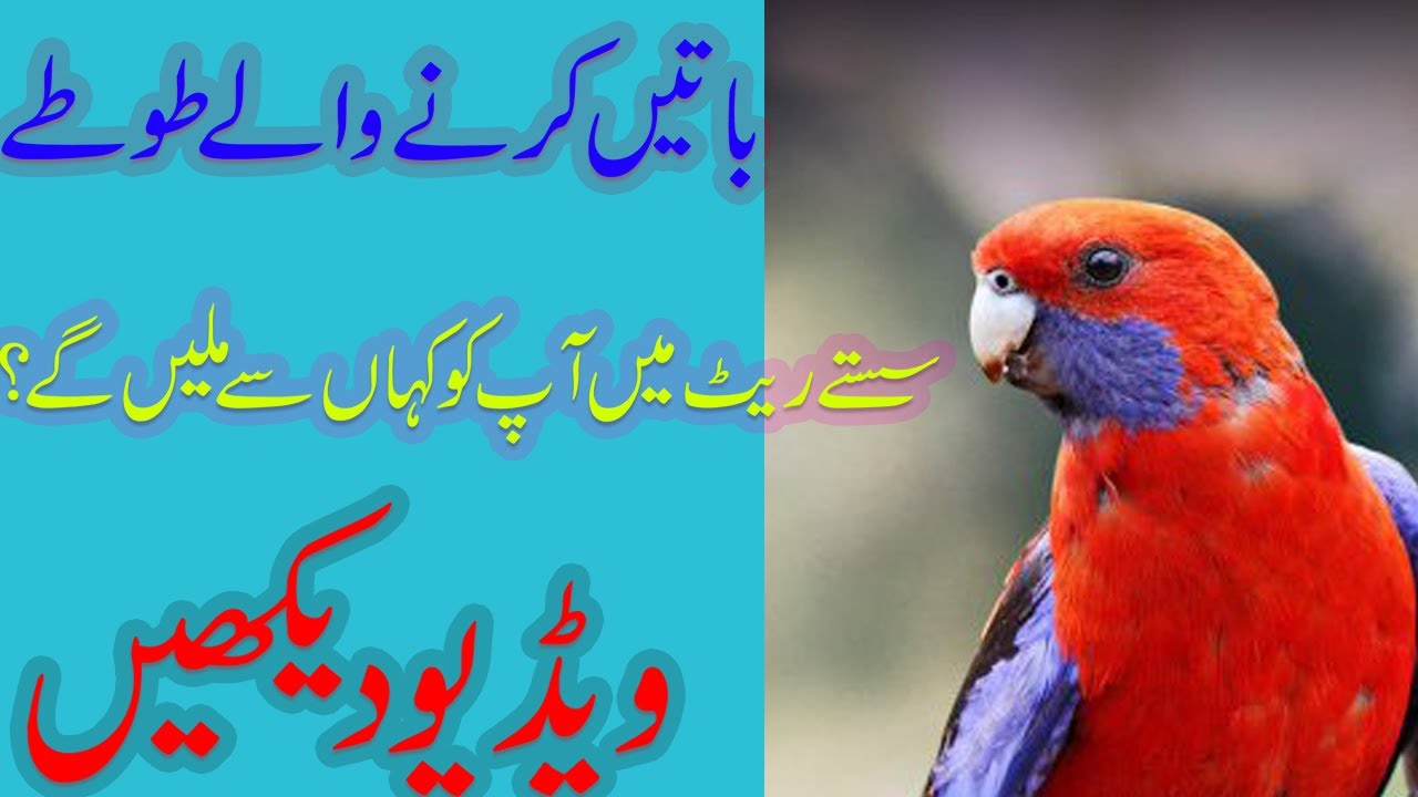 Rosella Parrots Complete InformationTalking Parrots low price parrots