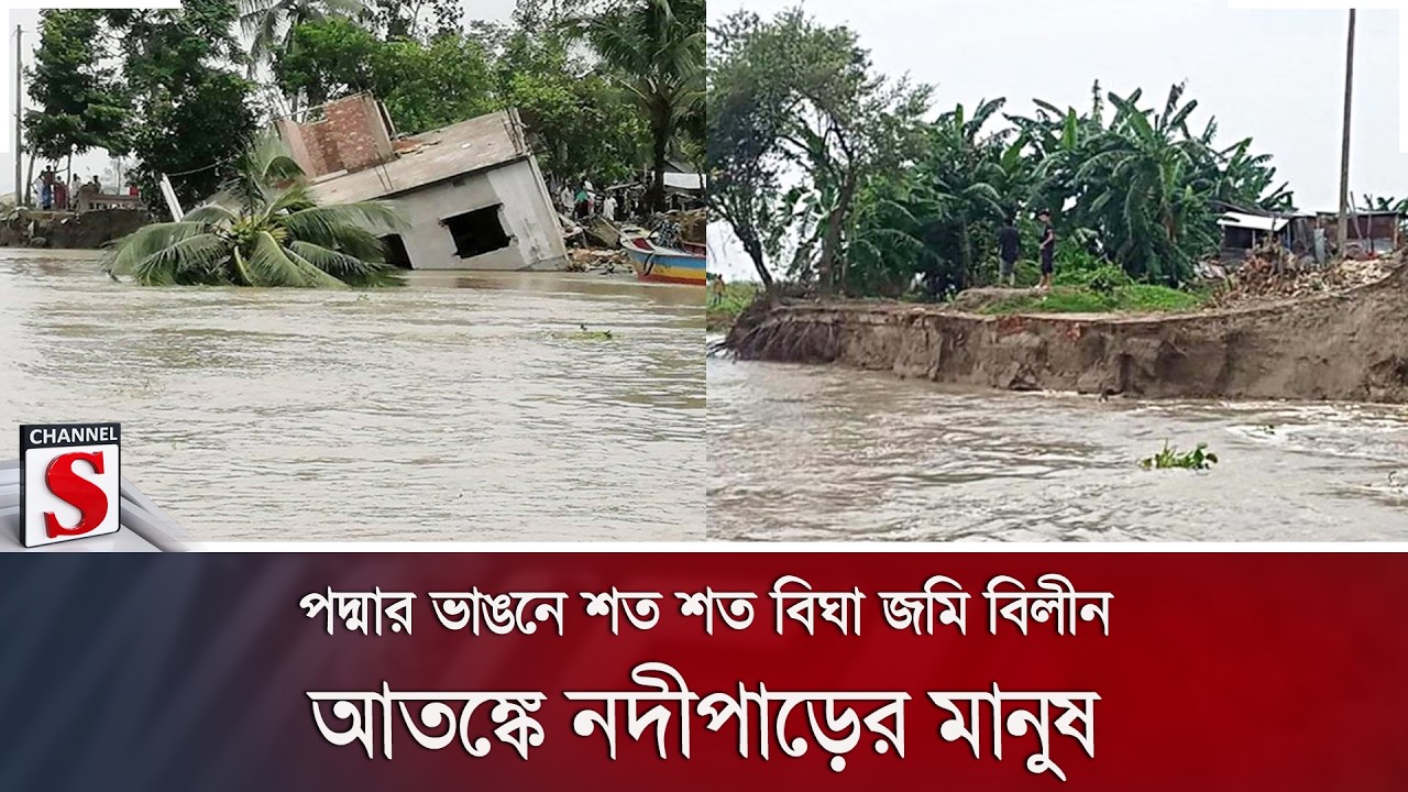 পদ্মার ভাঙনে শত শত বিঘা জমি বিলীন, আতঙ্কে নদীপাড়ের মানুষ  Channel S