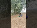 The real peacock 🦚 heaven of VTR jungle #real #vtr #vtrjungle #island #peacock #farming #safari
