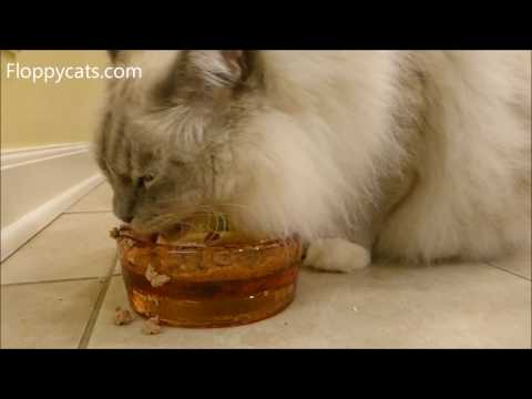 Видео: Плюсы и минусы непрерывных водных фонтанов для домашних животных